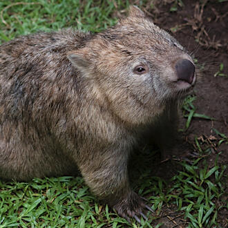 A photograph of a wombat, by shebalso of flickr.